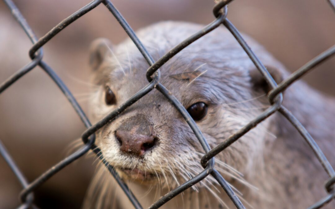 a close up of a small animal behind a fence